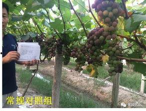 葡萄怎么施肥的视频,葡萄高效施肥技巧解析